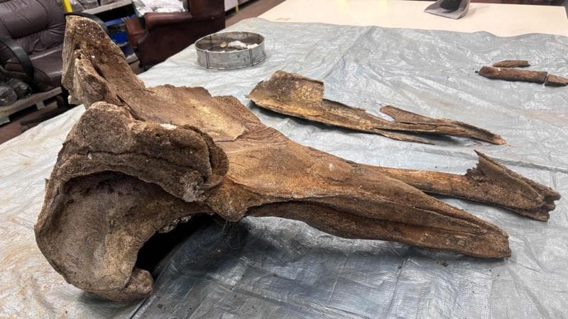Is a whale fossil the leftovers of a Bronze Age Sunday roast?