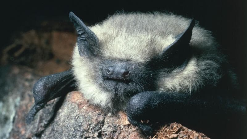 Fears for protected bats if glamping pod plans are approved