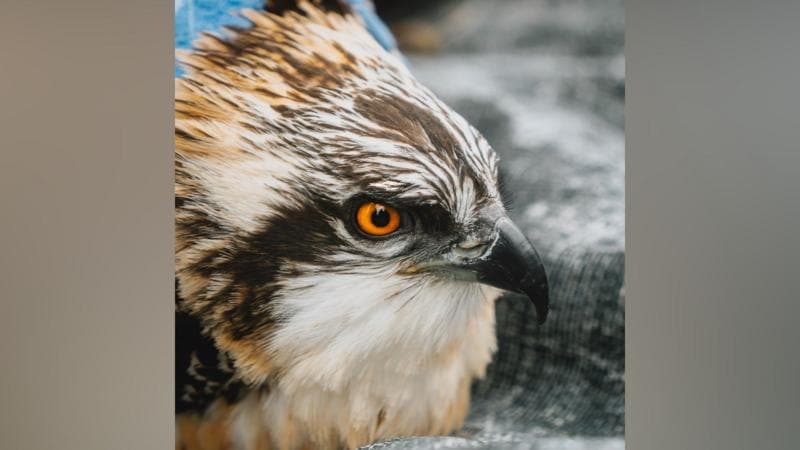 Record number of osprey chicks for nature reserve